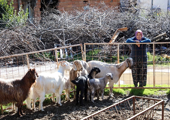 Ücretsiz parazit Uygulaması Hayvancılara Nefes Aldırdı 
